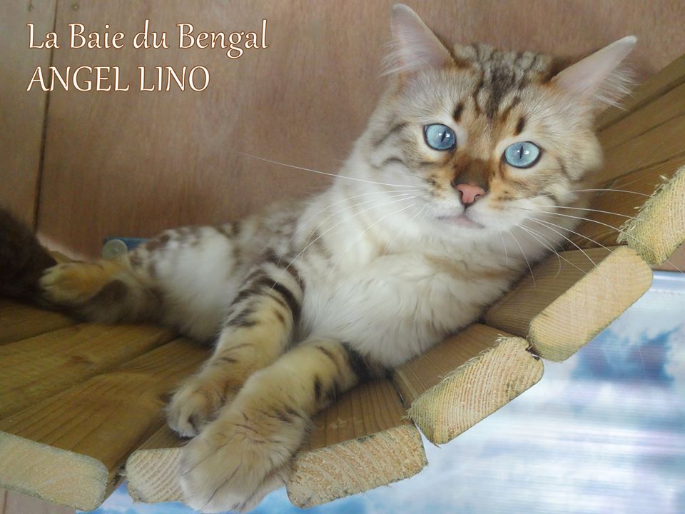 Seal Lynx Marble CASHMERE Bengal