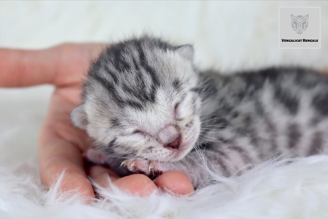 Silver Bengal kitten