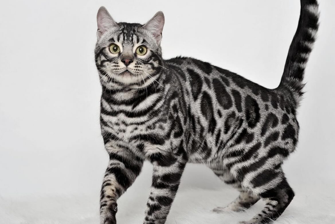 Silver Bengals