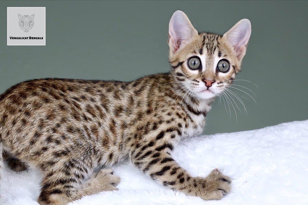 F2 Brown bengal