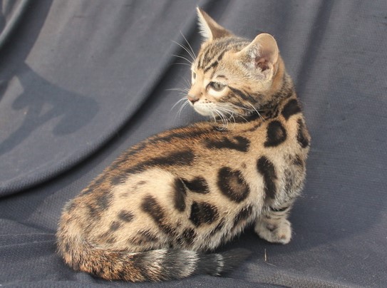 Available Rosetted male kitten