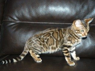 Clouded Brown Bengal