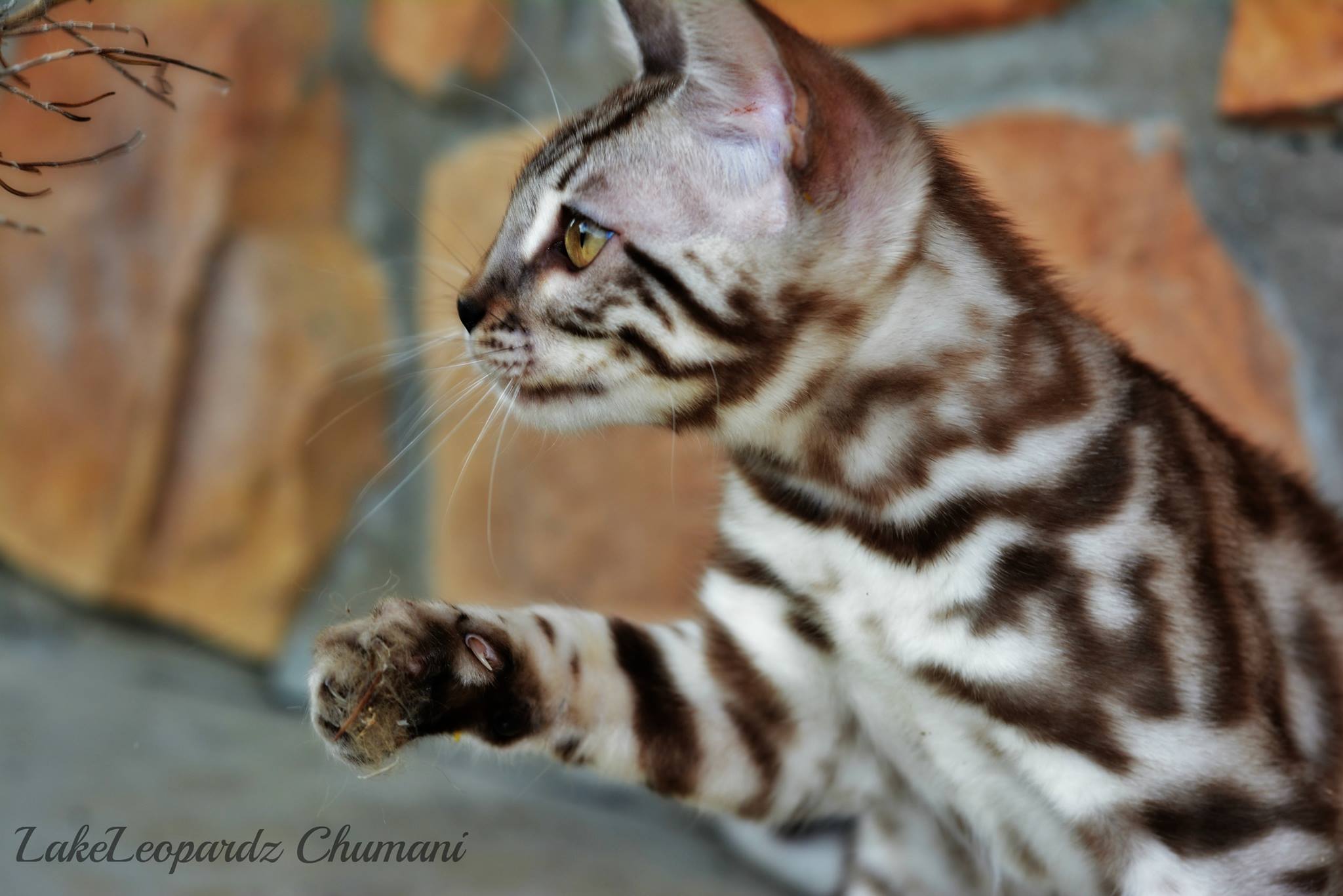 CH. LakeLeopardz Chumani of NW Bengalcats, Silver Sepia Spotted