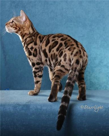 Brown rosetted Bengal