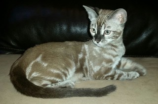 Silver Charcoal Sepia Marble Bengal