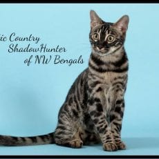 GRC. ChaoticCountry ShadowHunter of NW Bengalcats, Brown Charcoal Spotted