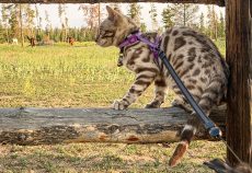 alt=""Bengal cat with bengal kitten