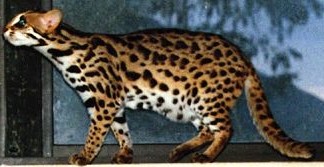 Asian Leopard Cat named "Art Deco"