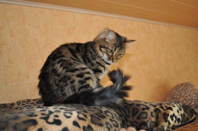 Bengal Cat Breed Information  Purina