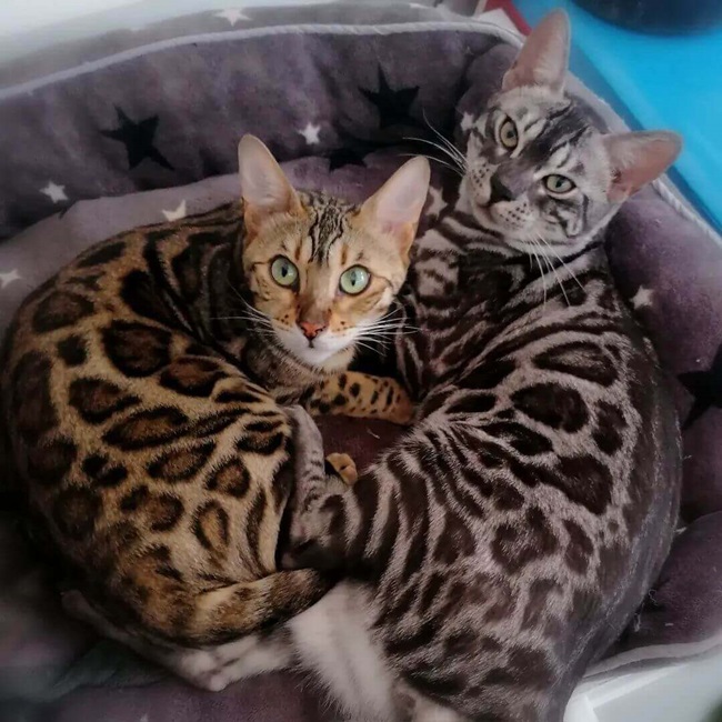 our breeding bengal cats