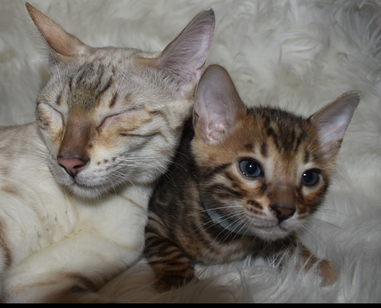 Spotted Bengal kittens Available – The Bengal Cat Directory – Resource