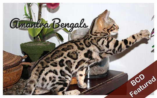 Amantra Bengals