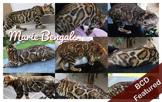 Marie Bengals