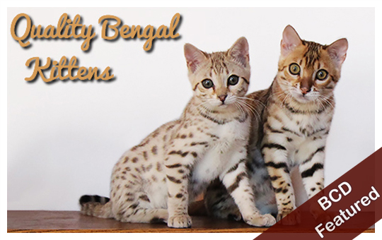 Quality Bengals