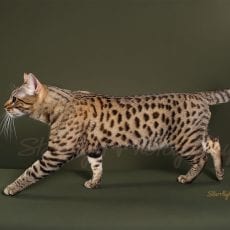 CH. BengalFlats Maverick of NW Bengalcats, Brown Spotted