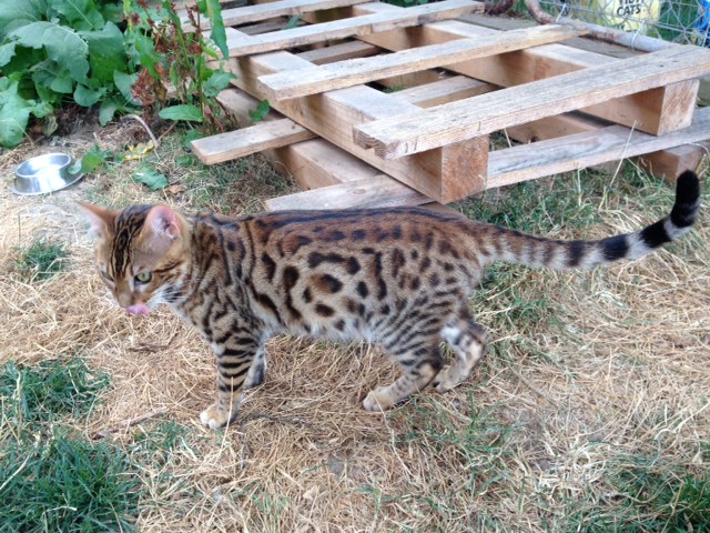 Spice Island Orange: available male brown bengal  kitten