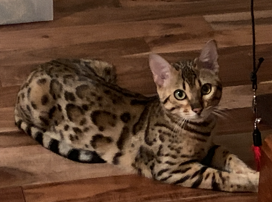 Lisa one of our TICA registered Bengal Queens