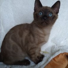 Kitten from a previous litter, Solid Mink female