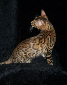 Rosetted bengal adult